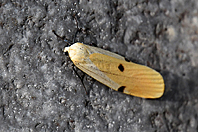 Lithosia quadra Lithosia quadra